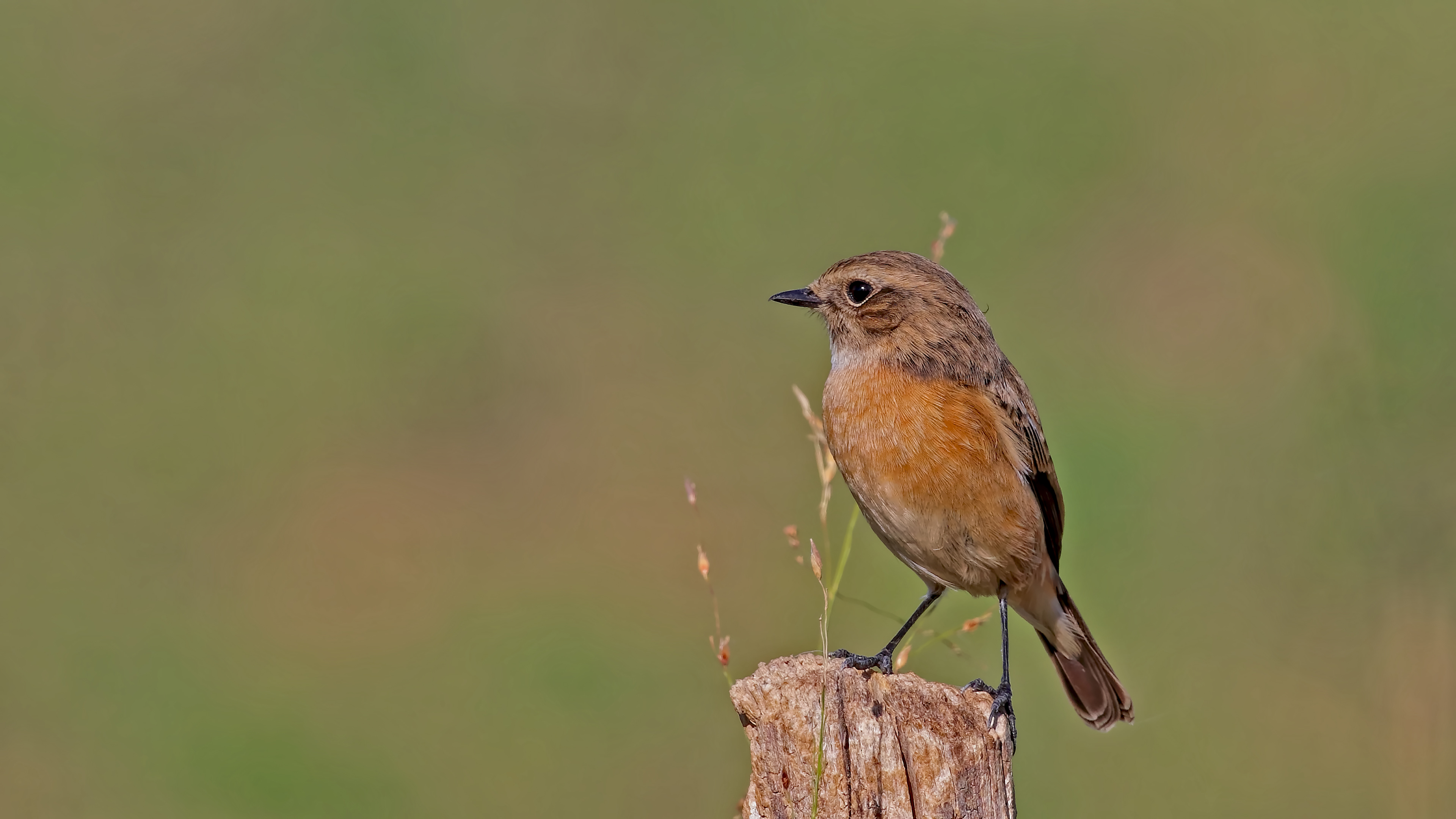 European Stonechat
